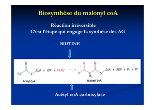 Biosynthèse du malonyl coA
          Réaction irréversible
C’est l’é
C’ l’étape qui engage l synthèse d AG
                i        la     hè des

           BIOTINE




         Acétyl coA carboxylase
 