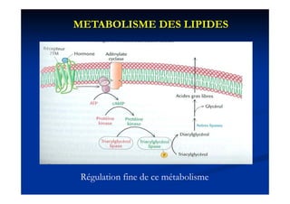 METABOLISME DES LIPIDES




 Régulation fine de ce métabolisme
 