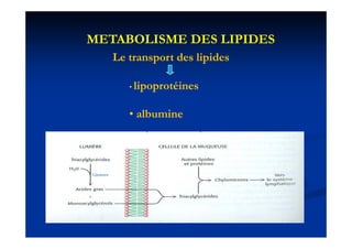 METABOLISME DES LIPIDES
   Le transport des lipides

      • lipoprotéines


      • albumine
 