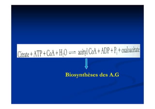Biosynthèses des A.G
 