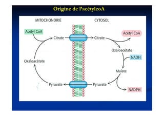 Origine de l’acétylcoA
 