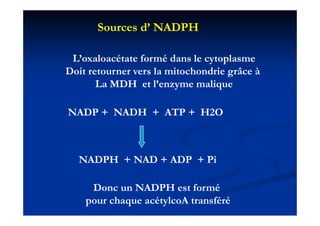 Sources d’ NADPH

 L’oxaloacétate formé dans le cytoplasme
   o a oacé a e o é da s e cy op as e
Doit retourner vers la mitochondrie grâce à
       La MDH et l’enzyme malique
                        y        q

NADP + NADH + ATP + H2O



  NADPH + NAD + ADP + Pi

     Donc un NADPH est formé
    pour chaque acétylcoA transféré
 