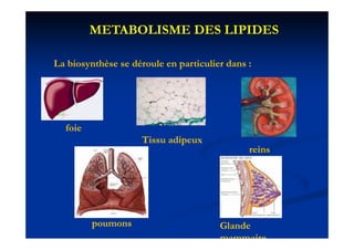 METABOLISME DES LIPIDES

La biosynthèse se déroule en particulier dans :
       y                     p




  foie
  f i
                    Tissu adipeux
                                              reins




         poumons                       Glande
                                       mammaire
 
