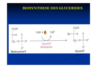 BIOSYNTHESE DES GLYCERIDES
 