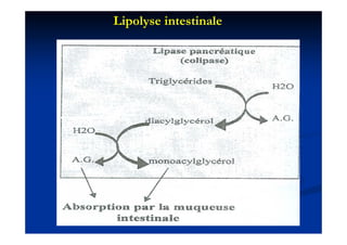 Lipolyse intestinale
 