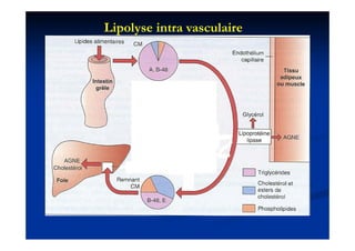Lipolyse intra vasculaire
 