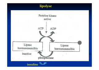 lipolyse




insuline
 