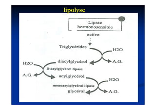lipolyse
 