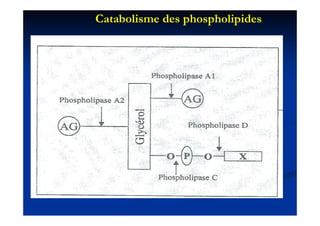 Catabolisme des phospholipides
 
