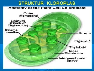 STRUKTUR KLOROPLAS




      as-bio-fmipa-upi
 