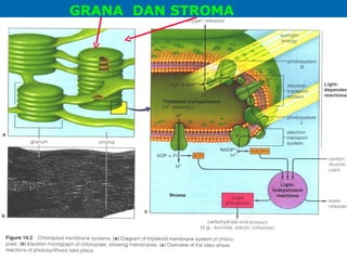 GRANA DAN STROMA




       as-bio-fmipa-upi
 