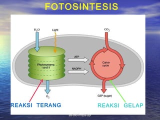 FOTOSINTESIS




REAKSI TERANG                      REAKSI GELAP
                as-bio-fmipa-upi
 