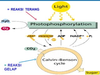 = REAKSI TERANG




= REAKSI
GELAP
                   as-bio-fmipa-upi
 