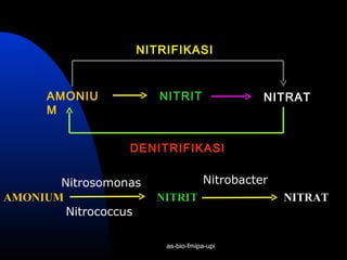 NITRIFIKASI



     AMONIU           NITRIT                 NITRAT
     M


                 DENITRIFIKASI


       Nitrosomonas                Nitrobacter
AMONIUM               NITRIT                     NITRAT
        Nitrococcus

                       as-bio-fmipa-upi
 