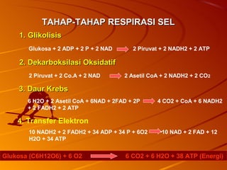 TAHAP-TAHAP RESPIRASI SEL
     1. Glikolisis
       Glukosa + 2 ADP + 2 P + 2 NAD                2 Piruvat + 2 NADH2 + 2 ATP

     2. Dekarboksilasi Oksidatif
        2 Piruvat + 2 Co.A + 2 NAD             2 Asetil CoA + 2 NADH2 + 2 CO2

     3. Daur Krebs
       6 H2O + 2 Asetil CoA + 6NAD + 2FAD + 2P              4 CO2 + CoA + 6 NADH2
       + 2 FADH2 + 2 ATP

    4. Transfer Elektron
        10 NADH2 + 2 FADH2 + 34 ADP + 34 P + 6O2              10 NAD + 2 FAD + 12
        H2O + 34 ATP


Glukosa (C6H12O6) + 6 O2                        6 CO2 + 6 H2O + 38 ATP (Energi)
                                 as-bio-fmipa-upi
 
