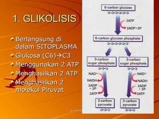 1. GLIKOLISIS

Berlangsung di
dalam SITOPLASMA
Glukosa (C6)C3
Menggunakan 2 ATP
Menghasilkan 2 ATP
Menghasilkan 2
molekul Piruvat


               as-bio-fmipa-upi
 
