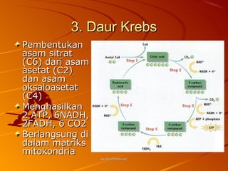 3. Daur Krebs
Pembentukan
asam sitrat
(C6) dari asam
asetat (C2)
dan asam
oksaloasetat
(C4)
Menghasilkan
2 ATP, 6NADH,
2FADH, 6 CO2
Berlangsung di
dalam matriks
mitokondria
                 as-bio-fmipa-upi
 