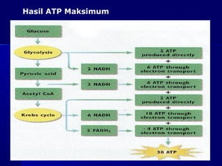 Hasil ATP Maksimum




                 as-bio-fmipa-upi
 