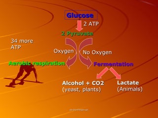 Glucose
                                 2 ATP
                 2 Pyruvate
34 more
ATP
               Oxygen            No Oxygen

Aerobic respiration                      Fermentation


                 Alcohol + CO2                  Lactate
                 (yeast, plants)                (Animals)


                      as-bio-fmipa-upi
 