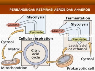 PERBANDINGAN RESPIRASI AEROB DAN ANAEROB




KETERKAITAN PROSES KATABOLISME DAN ANABOLISM




                   as-bio-fmipa-upi
 