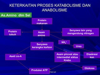 KETERKAITAN PROSES KATABOLISME DAN
                  ANABOLISME
As.Amino dlm Sel
                      Protein
                      makanan


    Protein                                                Senyawa lain yang
                       Asam                               mengandung nitrogen
    tubuh              amino

                                                   NH4+
                       Senyawa
                   kerangka karbon                              Urea


                                               Asam piruvat atau        Disekresi
    Aseti co-A                                 intermediet siklus          kan
                                                     Krebs


                                                                       Glukosa
                   Produksi ATP
                            as-bio-fmipa-upi
 