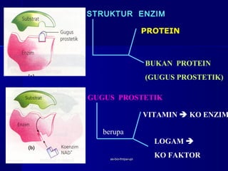 STRUKTUR ENZIM

                        PROTEIN



                        BUKAN PROTEIN
                        (GUGUS PROSTETIK)

GUGUS PROSTETIK

                        VITAMIN  KO ENZIM

   berupa
                          LOGAM 

     as-bio-fmipa-upi
                          KO FAKTOR
 