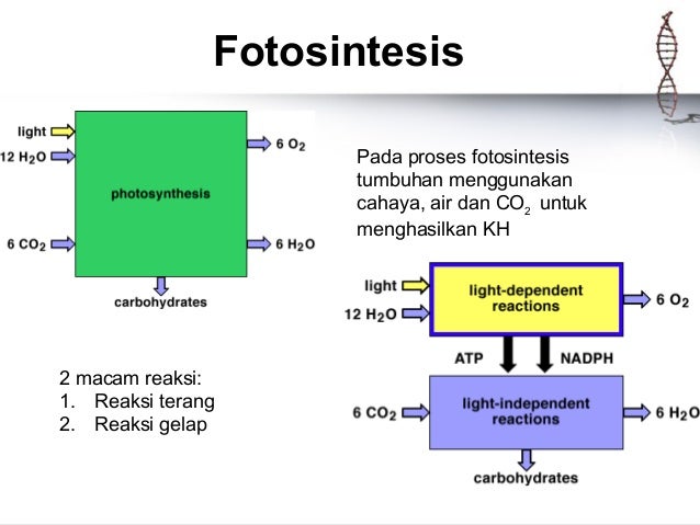 Makalah Fotosintesis Dan Respirasi Contoh Makalah