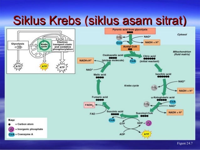Image Result For Asam Sitrat Image Result For Asam Sitrat