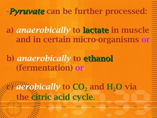 -Pyruvate can be further processed:
a) anaerobically to lactate in muscle
and in certain micro-organisms or
b) anaerobically to ethanol
(fermentation) or
c) aerobically to CO2 and H2O via
the citric acid cycle.

 
