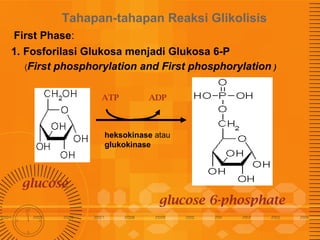 Tahapan-tahapan Reaksi Glikolisis
First Phase:
1. Fosforilasi Glukosa menjadi Glukosa 6-P
(First phosphorylation and First phosphorylation )
ATP

ADP

heksokinase atau
glukokinase

glucose
glucose 6-phosphate

 