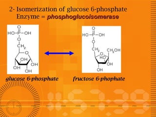 2- Isomerization of glucose 6-phosphate
Enzyme = phosphoglucoisomerase

glucose 6-phosphate

fructose 6-phophate

 
