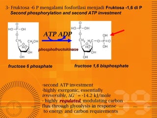 3- Fruktosa -6 P mengalami fosforilasi menjadi Fruktosa -1,6 di P
Second phosphorylation and second ATP investment

ATP ADP
phosphofructokinase

fructose 6 phosphate

fructose 1,6 bisphosphate

-second ATP investment
-highly exergonic, essentially
irreversible, ∆G°´= -14.2 kJ/mole
- highly regulated, modulating carbon
regulated
flux through glycolysis in response
to energy and carbon requirements

 