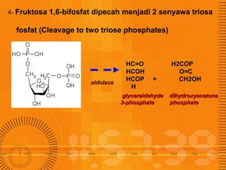 4- Fruktosa

1,6-bifosfat dipecah menjadi 2 senyawa triosa

fosfat (Cleavage to two triose phosphates)

aldolase

HC=O
HCOH
HCOP
H

+

glyceraldehyde
3-phosphate

H2COP
O=C
CH2OH
dihydroxyacetone
phosphate

 
