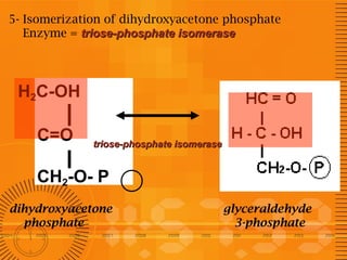 5- Isomerization of dihydroxyacetone phosphate
Enzyme = triose-phosphate isomerase

H2C-OH
C=O

triose-phosphate isomerase

CH2-O- P
dihydroxyacetone
phosphate

glyceraldehyde
3-phosphate

 