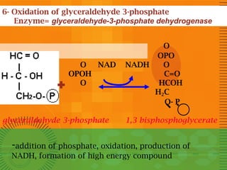 6- Oxidation of glyceraldehyde 3-phosphate
Enzyme= glyceraldehyde-3-phosphate dehydrogenase

+

O
NAD
OPOH
O

glyceraldehyde 3-phosphate

O
OPO
NADH
O
C=O
HCOH
H2C
O- P
1,3 bisphosphoglycerate

-addition of phosphate, oxidation, production of
NADH, formation of high energy compound

 