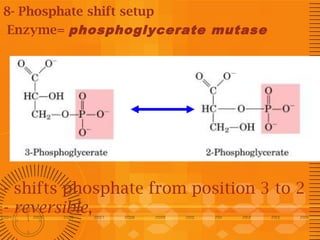 8- Phosphate shift setup
Enzyme= phosphoglycerate mutase

- shifts phosphate from position 3 to 2
- reversible,

 