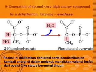 9- Generation of second very high energy compound
by a dehydration. Enzyme = enolase

Reaksi ini melibatkan dehidrasi serta pendistribusian
kembali energi di dalam molekul, menaikkan valensi fosfat
dari posisi 2 ke status berenergi tinggi.

 