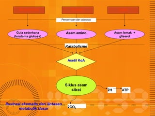 Karbohidrat

Protein

Lipid

Pencernaan dan absorpsi

Gula sederhana
(terutama glukosa)

Asam lemak +
gliserol

Asam amino

Katabolisme

Asetil KoA

Siklus asam
sitrat

Ilustrasi skematis dari lintasan
metabolik dasar

2CO2

2H

ATP

 