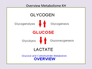 Metabolosomes Color Metabolisme karbohidrat II | PPTX
