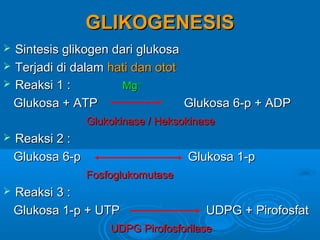 GLIKOGENESIS
 Sintesis glikogen dari glukosa
 Terjadi di dalam hati dan otot
 Reaksi 1 :          Mg++
  Glukosa + ATP                  Glukosa 6-p + ADP
                  Glukokinase / Heksokinase
   Reaksi 2 :
    Glukosa 6-p                      Glukosa 1-p
                  Fosfoglukomutase
   Reaksi 3 :
    Glukosa 1-p + UTP                    UDPG + Pirofosfat
                      UDPG Pirofosforilase
 