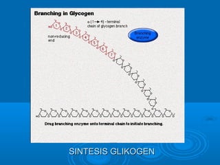 SINTESIS GLIKOGEN
 