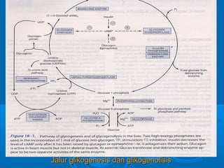 Jalur glikogenesis dan glikogenolisis
 