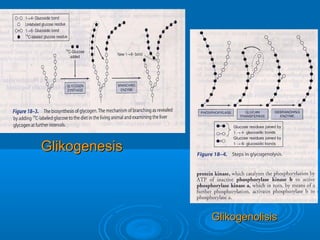 Glikogenesis



               Glikogenolisis
 