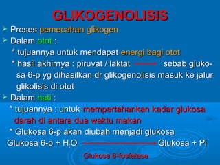 GLIKOGENOLISIS
 Proses pemecahan glikogen
 Dalam otot :
   * tujuannya untuk mendapat energi bagi otot
   * hasil akhirnya : piruvat / laktat       sebab gluko-
     sa 6-p yg dihasilkan dr glikogenolisis masuk ke jalur
     glikolisis di otot
 Dalam hati :
  * tujuannya : untuk mempertahankan kadar glukosa
    darah di antara dua waktu makan
  * Glukosa 6-p akan diubah menjadi glukosa
 Glukosa 6-p + H2O                          Glukosa + Pi
                      Glukosa 6-fosfatase
 