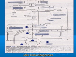 Jalur Glukoneogenesis
 