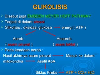 GLIKOLISIS
   Disebut juga EMBDEN MEYER HOFF PATHWAY
   Terjadi di dalam sitosol
   Glikolisis : oksidasi glukosa energi ( ATP )

       Aerob                    Anaerob
  ( asam piruvat )           ( asam laktat )
 Pada keadaan aerob :

 Hasil akhirnya asam piruvat        Masuk ke dalam
 mitokondria        Asetil KoA

                   Siklus Krebs    ATP + CO2+ H2O
 