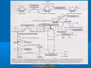 Jalur Glikolisis
 