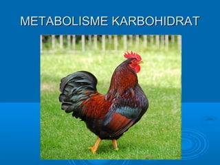 METABOLISME KARBOHIDRAT
 