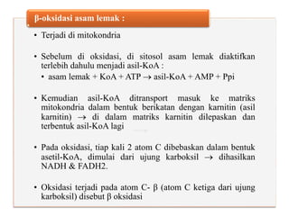 • Terjadi di mitokondria
• Sebelum di oksidasi, di sitosol asam lemak diaktifkan
terlebih dahulu menjadi asil-KoA :
• asam lemak + KoA + ATP  asil-KoA + AMP + Ppi
• Kemudian asil-KoA ditransport masuk ke matriks
mitokondria dalam bentuk berikatan dengan karnitin (asil
karnitin)  di dalam matriks karnitin dilepaskan dan
terbentuk asil-KoA lagi
• Pada oksidasi, tiap kali 2 atom C dibebaskan dalam bentuk
asetil-KoA, dimulai dari ujung karboksil  dihasilkan
NADH & FADH2.
• Oksidasi terjadi pada atom C- β (atom C ketiga dari ujung
karboksil) disebut β oksidasi
β-oksidasi asam lemak :
 