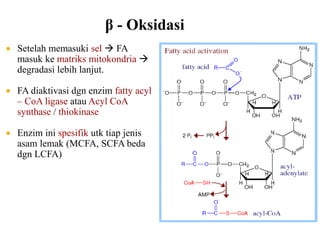  Setelah memasuki sel  FA
masuk ke matriks mitokondria 
degradasi lebih lanjut.
 FA diaktivasi dgn enzim fatty acyl
– CoA ligase atau Acyl CoA
synthase / thiokinase
 Enzim ini spesifik utk tiap jenis
asam lemak (MCFA, SCFA beda
dgn LCFA)
 